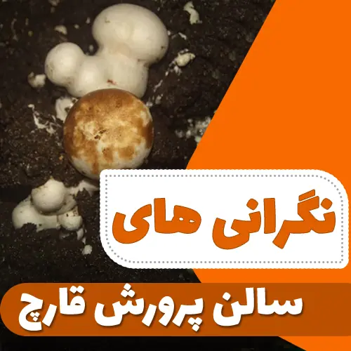 نگرانی های سالن پرورش قارچ