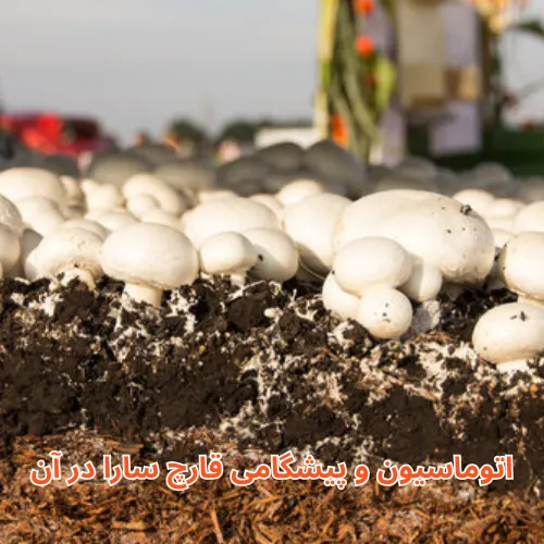 اتوماسیون و پیشگامی قارچ سارا در آن