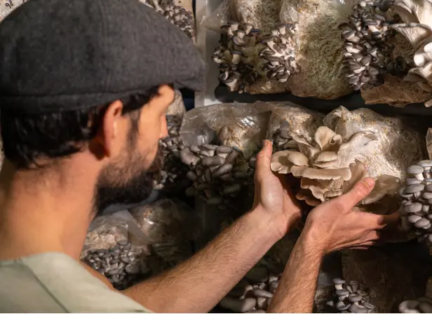 قصد شروع پرورش قارچ را دارید اما نمی دانید مسیر درست چیست؟ در قارچ سارا قدم به قدم مسیرهای درست را به شما گفته ایم.