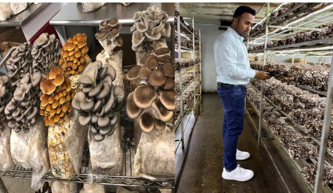 چرا بسیاری از افراد پرورش قارچ را شروع می‌کنند اما ادامه نمی‌دهند؟ بررسی دلایل واقعی شکست، چالش‌های پنهان مسیر و اشتباهات رایج در شروع تولید قارچ.