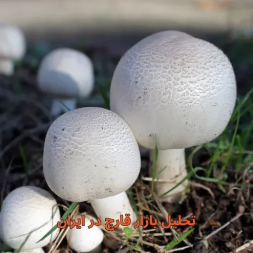 تحلیل بازار قارچ در ایران